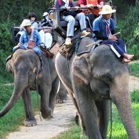 タイ4大王朝縦断の旅⑩　チェンマイ近郊「エレファントキャンプ」