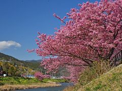 早春のお花見・富士山眺望ドライブ旅行（１）－河津・南伊豆ー