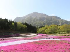 2018年4月、秩父の芝桜と沼田の一本桜を回ってみました