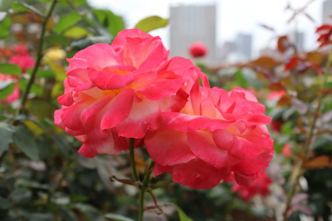 2020年5月16日(土)、天気予報は雨、しかし朝の内は傘要らず。品川駅から徒歩で5分ほどの芝浦中央公園のバラ園が見頃ということで、「密」を避けるため人の少ない朝7時に訪れました。手入れが行き届いていて綺麗でした。公園開放は6時~19時。なお、品川駅&芝浦中央公園は東京都港区です。