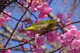 馬場花木園散歩　１～２月の花（１５種）