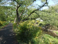 井出の山吹(Japanese Rose, Tamagawa River, Tamamizu, Ide, Kyoto, JP)