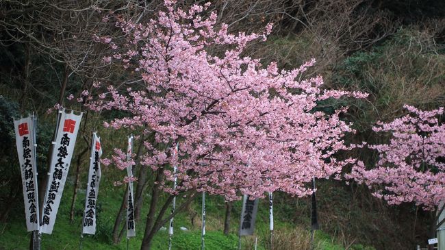 河津桜 ｉｎ 知多半島 聖埼公園