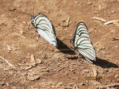森のさんぽ道で見られた蝶(25)アカボシゴマダラ、イチモンジチョウ、ツマグロヒョウモンその他