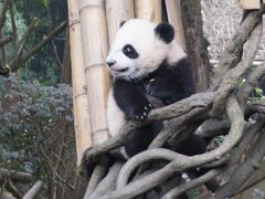 【成都】パンダを見て豚の脳を食す大晦日　3日目