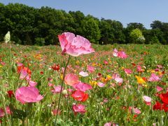 「東武トレジャーガーデン」の花畑_2020_次は、ネモフィラやポピーの中を歩きます（館林市）