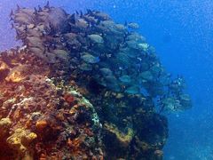 カンクンダイビング☆魚影が濃くて、カメちゃんとも遭遇