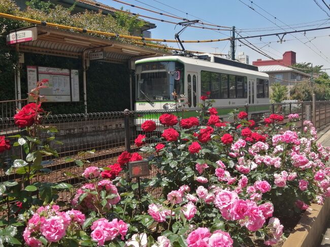 ’２０　都電荒川線バラさんぽ１　町屋～三ノ輪橋～荒川二丁目