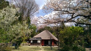 馬場花木園散歩　３月の花（２６種）