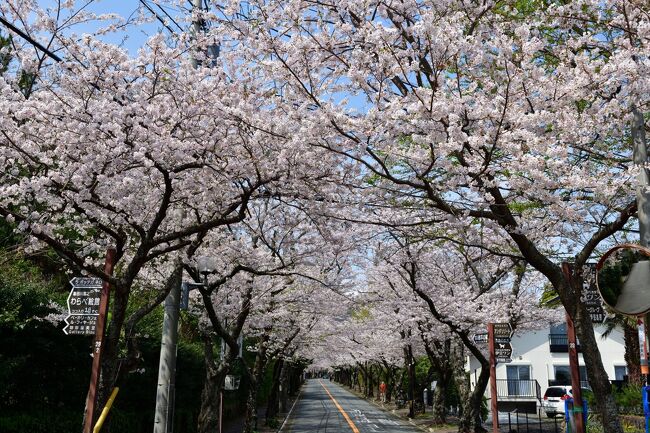 コロナの緊急事態宣言が出される前に、伊豆高原に桜を見にいきました。<br />まさに満開で、素晴らしい桜を見ることが出来て感激でした。<br />