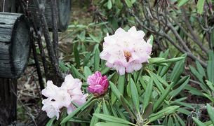 【思い出の旅】草津白根の自然を歩く