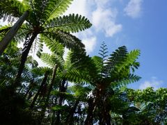 のんびり沖縄の旅♪　その２  慶佐次のヒルギとブセナテラス