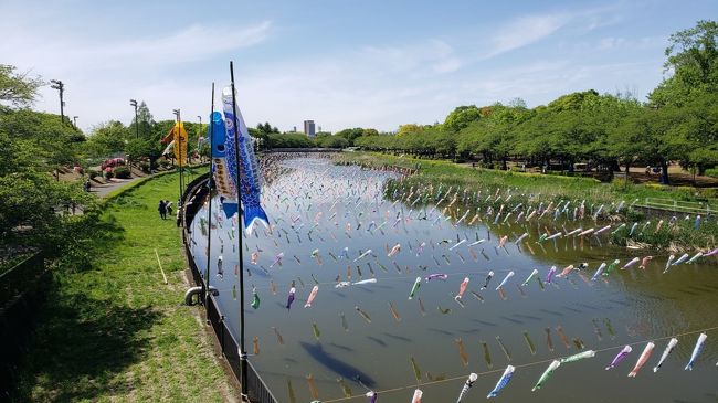 2019年4月に行った群馬県館林市の「こいのぼりの里まつり」会社の方に聞いて行ってみたら遠くからでも川幅一面長い距離を泳ぐ鯉のぼり。2019年は約4,300匹の鯉のぼりが泳いでいたそうですが、2004年には5,283匹でギネス認定されたそうです。<br />色様々な鯉のぼりが優雅で圧倒されました。