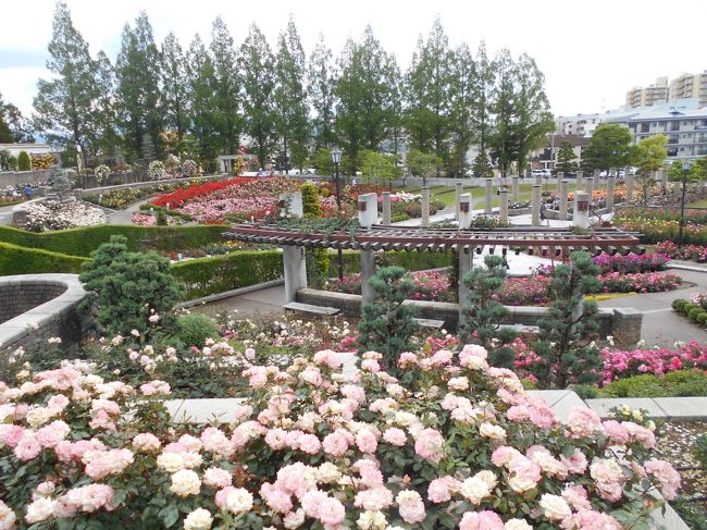 伊丹市の荒牧バラ公園に行った。尼崎農業公園よりはるかに大規模にバラが咲き誇っている。いろいろな種類があり楽しむことができる。ただ、この日は風が強かったためか香りはあまり楽しめなかった。