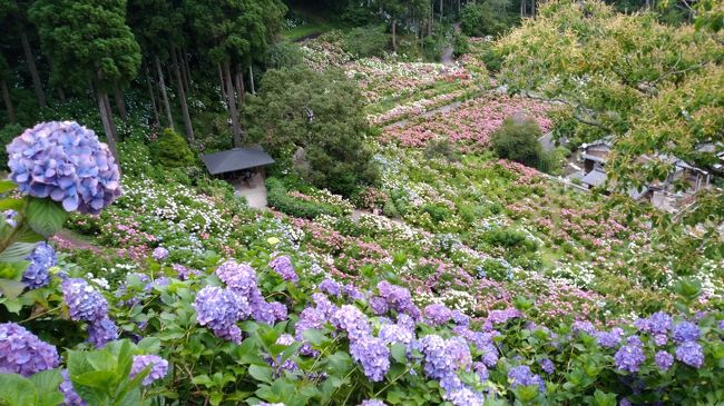 千葉県のあじさいの名所・服部農園あじさい屋敷を訪問しました。<br />1万株以上のあじさい！個人のお庭なのだそうです。<br />お昼は美味しい手打ちそば。<br />ホキ美術館では写実絵画を堪能しました。<br /><br />