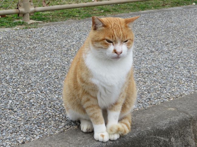 2019年度もいろんな所へ行くことができたため多くのネコに遭遇した.<br />過去2年ほどは周れず,そのため殆どが年またぎの沖縄台湾分である.<br />2編に分けた後半は沖縄の残りと台湾分である.