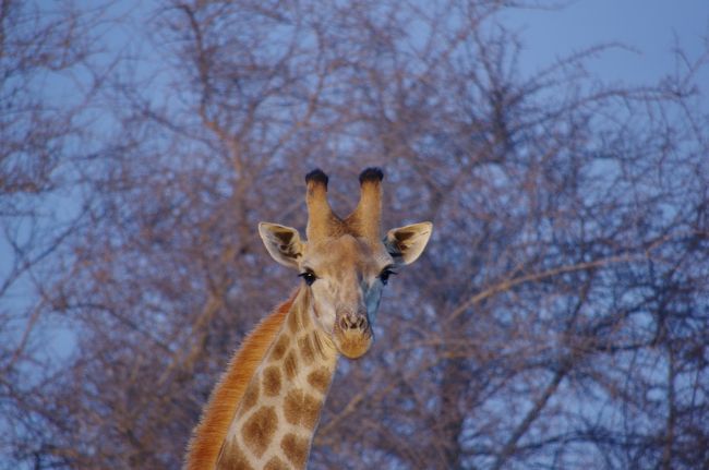 広大な動物保護区をレンタカーで自由に回ることのできるクルーガー国立公園。たくさんの野生動物を見ることができました。<br />またウエスタンケープでは、お洒落なワイナリーを３カ所回り、上質の赤ワインを格安で楽しめました。一人は運転で全く飲めませんが…<br />また是非訪れたい印象的な地域ですので、備忘を含め投稿しました。