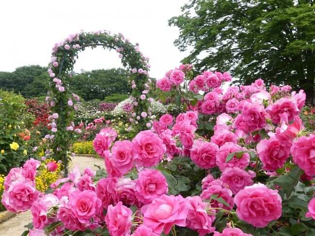 「あしかがフラワーパーク」のバラ_2020_最盛期は過ぎましたが、綺麗な花が沢山あります（栃木県・足利市）