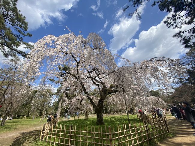 2020年3月に行った京都春旅の記録です<br />今思うと、自由に旅行に行けた数ヶ月前がどれだけ幸せだったか身に染みます