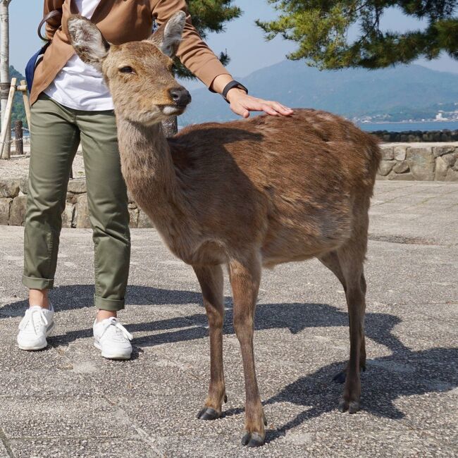 広島のグランドプリンスホテルから、高速船で宮島に直行し、30分足らずで到着しました。出向かえてくれた鹿は、奈良のようにアグレッシブに食べ物をねだることはなく、安心できました。