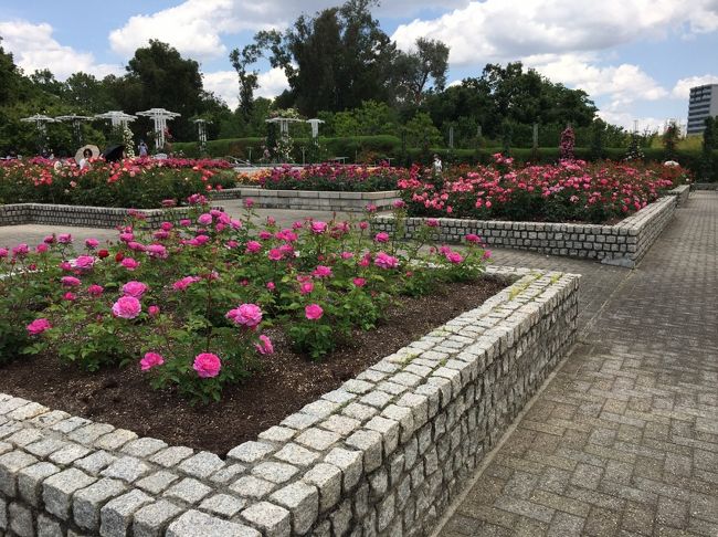 ご近所散歩　長居公園のバラ