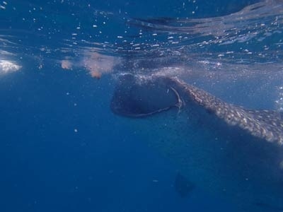 オープンウォーター取得後の超初心者ダイバー時代の恥ずかしい写真 昔のなので、画像粗いです 横400pxしかない(現在のフォートラPC版は650px)<br />マクタン空港からは3時間位かかるモアルボアルでダイビング、オスロブでジンベエザメとシュノーケリングしました ジンさんでかかった<br /><br />クラウド内になぜかジンベエザメのオリジナル写真だけない サイト用に軽くした400pxのはあるんですが