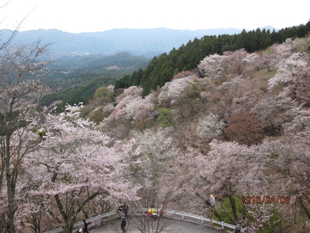 外出自粛のため、過去の旅行記を投稿します。<br />2015年にJTBツアーで初めて吉野山に行き、自由時間が2時間半位だったので奥千本までは行けず、翌年奥千本まで行ってみようと個人で行った旅行記です。<br />吉野山はバスで奥千本まで上がり、徒歩で下山すると楽です。<br />橿原神宮に宿泊し、翌日は飛鳥散策と室生寺に行きました。<br /><br />2016年4月8日（金）<br />5：01　最寄り駅<br />5：20　船橋<br />6：00　品川発のぞみ99号（これが我が家からは一番早く関西に行けるJR)<br />8：08　京都着　近鉄きっぷ・お弁当等購入<br />8：45　京都発　近鉄特急橿原神宮行<br />9：37　橿原神宮着<br />9：46　橿原神宮発　特急吉野行<br />10：26　吉野着<br />11：00　吉野発　奈良交通臨時バス<br />11：25　中千本公園着（乗り換え）<br />12：00　竹林院前発　吉野大峯ケーブルバス<br />12：15　奥千本口着<br />12：45頃　西行庵着　<br />昼食休憩のち、徒歩で上千本、中千本、下千本を通り、吉野駅まで下山。<br />17：34　吉野発　特急あべの橋行<br />18時過ぎ　橿原神宮着　橿原ロイヤルホテル泊<br /><br />4月9日（土）<br />10：15チェックアウト<br />亀バス乗車、甘樫丘、飛鳥寺、石舞台古墳見学。（時刻詳細不詳）<br />13：34　橿原神宮発京都行<br />13：51　大和八木発名張行<br />14：11　室生口大野着<br />15：00　室生口大野発バス<br />15：15　室生寺着（寺まではバス停から徒歩5分）室生寺見学<br />16：30　室生寺発バス<br />16：53　室生口大野発　大阪上本町行<br />17：22　大和八木発　京都行　平端で急行乗り換え<br />18：34　京都着<br />18：53　京都発<br />21：16　品川発<br />21：52　最寄り駅着<br /><br /><br /><br /><br />