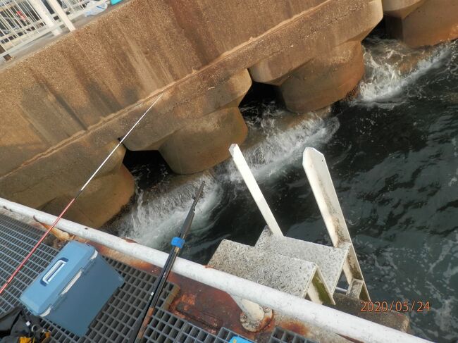 豊浜釣り桟橋5月豊浜18　メバルをねらう<br />写真は２００５２４－０５２１．釣り桟橋の駐車場側のこんな場所です。きょうは初めての車中泊です。<br />０５２３（土）大潮。満潮１９時。干潮１２時。<br />０５２４（日）大潮。満潮６時。干潮０時。<br />桟橋の根元、駐車場側で橋脚の１つ目右側です。２１時半から翌５時半まで。<br />アジ４匹。サバ３８匹。メバル１０匹。ウミタナゴ４匹。<br />２１０センチのリール竿で足元でのサビキ釣り。橋脚の２つ目まで底は岩がゴツゴツらしい。<br />メバルはしろうおをエサにするとネット情報から。ヌルヌルでつかみにくい。針に刺すのに難儀する。１投目メバルが来る。それきり。<br />前回たっぷり釣れたから、もうサバじゃない違う魚が釣りたい。車中泊で前夜から場所取りを考えたのです。風が強くない日が土曜だからなおさら混み合うのです。<br />メバルをねらってメバルが釣れた面白い釣りの日。車中泊だと２回釣りに来たみたいに楽しめると感じる。<br />