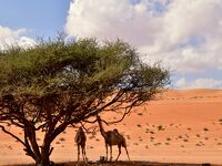 BeforeCoronaオマーンの魅力満喫の旅 。赤い砂漠の砂山は急勾配の凸凹。砂と戯れ砂漠の民の気分。夜はウミガメ産卵見学。⑥