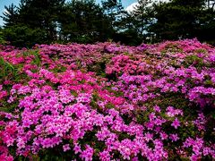 万年山のミヤマキリシマその１　2020