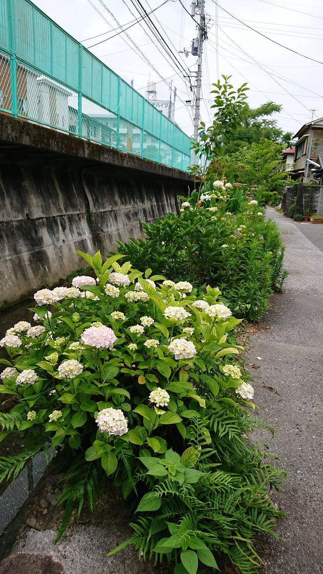 玉水町～鏡川さんぽ