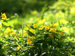 ◆白河天狗山のヤマブキソウ大群落