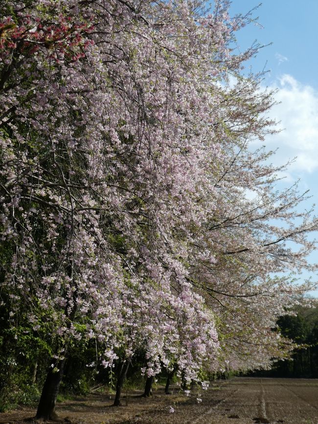 昨年(2019年)の夏、トトロの森を探すウォーキングをしました。<br />https://4travel.jp/travelogue/11545512<br /><br />当時は51号地までのトトロの森でしたが、<br />その後『トトロのふるさと基金』のHPを見たら<br />3月19日に52号地を取得したとなっています。<br />http://www.totoro.or.jp/<br /><br />トトロの森マニア?として52号地を探す旅に出ます!<br />桜の季節、コロナの影響であまり楽しむことも出来ず<br />旅行記も憚られましたが<br />今まで見つからなかった34号地も見つけることができましたので<br />合わせてここに載せておきます。<br />