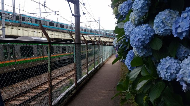 ２月に王子稲荷神社の凧市を訪れました。<br />その際、王子駅周辺には見どころが多いと知ったので、再訪することにしました。<br /><br />飛鳥山公園内には、博物館と資料館があります。<br />桜の名所ですが、この日はあじさいが素晴らしかったです。<br />