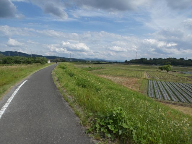 木津川サイクリングロード(CR)、我々が散歩で歩くのは、上流の玉水橋から下流の手原川合流までの部分。玉水橋は山城大橋の約3㎞上流、奈良県生駒市と京都府井手町を結ぶ奈良県道・京都府道65号生駒井手線の東の端に架かる青い箱桁橋で、東詰の約700m東にJR奈良線玉水駅、西詰の約1㎞西にJR片町線三山木駅がある。2003年に開通した長さ474.5mの3代目の橋。初代の木造の橋は1904年(明治37年)に開通したが1953年(昭和28年)の南山城水害により流失した。3年後に2代目が完成したが老巧化が進み21世紀になって架け替えられた。玉水橋の上流すぐには京田辺にあった木津川の7つの渡しの一番上流の山本の渡し・船着場跡の碑があるそうだが、そこまでは行ってない。また、機会を見つけて行こう。玉水橋の500m下流、飯岡(いのおか)丘陵の南東端に飯岡の渡し場跡の碑がある。京田辺では上流から2つ目の渡しで月の名所としても有名。近くにふ船休みと云う船型のベンチが置かれた公園があるが、トイレや水道はない。飯岡丘陵には古墳時代の古墳が多く残り、また歴史ある神社も残っている(https://4travel.jp/travelogue/11625043)。この丘陵は木津川に突き出した千貫岬と呼ばれた大岩に続いており水不足に悩まされていた。江戸時代中期の1763年に、豊田武兵衛がこの岩を打ち抜き、用水・排水路を開削する工事に着手。難工事のすえ9年後に万年樋と呼ばれる230m余りの水路を完成させた。飯岡の渡しの碑の南側をこの樋が横切っており、その上に豊田翁の碑などが建てられている。現在の飯岡は世界的に玉露の産地として知られている。1738年、宇治湯屋谷の永谷宗円がそれまでの一般的な製法である釜炒りや碾茶(抹茶)に手を加え工夫し、蒸し製法といいうものを確立させ煎茶が誕生したが、高級な煎茶として碾茶の栽培方法にある覆下栽培を取り入れ、1835年に江戸日本橋の茶商「山本山」の6代目である山本嘉兵衛が玉露を誕生させた。この玉露の栽培には砂地で水はけのいい土地が適しており、木津川が削り取ったこの丘陵は日当たりもよく玉露作りが広がった。京田辺の玉露は全国茶品評会において1948年以来15回の玉露部門一等一席(農林水産大臣賞)を受賞している他、良質なお茶が出来る地域に贈られる産地賞も、11回受賞している。最近の品評会は、味の旨味や香りより、茶の形を重んじる傾向があり、苦戦をしているそうだが、出品茶販売会においては、他府県上位出品者よりも高値で入札され、ほんまもんの玉露として評価されているそうだ。飯岡丘陵の少し下流、普賢寺川に至るまでの間の河川敷にセンダンの林があり、この時期(5月中旬)、淡紫色の花を多数、円錐状に付けており、とても綺麗(下の写真1)。センダンって初めて見た。なお、「大成する人は幼い頃から優れている」と云う意の「栴檀(センダン)は双葉より芳し」という諺があるが、これは中国の諺で、中国では白檀(ビャクダン)のことを栴檀と書くので、このセンダンではない。下流に進み、普賢寺川が木津川河川敷に流れ込む辺りから河川敷には茶畑が多くある(下の写真2)。ここもほとんどは、玉露の畑でこの時期は黒い日除けで覆われている。飯岡と同じように砂地で水はけがよく、日当たりがいいので、京田辺だけでなく、城陽、井出、八幡の木津川河川敷には多くの茶畑がある。さらに下流、初代の橋が1964年に開通するまでは府道として認定され、無料で渡ることが出来た草内の渡し場跡の碑を過ぎると山城大橋。1970年から国道307号線となった京田辺市と城陽市の間に架かる長さ540.5mの赤い色の単独単弦ローゼ橋。現在の橋のすぐ上流にあった初代の橋が幅員6mで歩道もなかったため、田辺バイパス開通に合わせて新橋建設が事業化され、1998年に開通した2代目の橋。近鉄京都線新田辺駅の約2㎞東、城陽側はJR奈良線の山城青谷駅と山城多賀駅の間になり、それぞれ駅まではやはり2㎞ほどある。京田辺市で木津川に架かる人が歩いて渡れる橋は、この橋と玉水橋の2つだけ。山城大橋の京田辺側上流の河川敷には1978年に開設された草内木津川運動公園があり、茶畑の隣に軟式野球場1面が整備されている。台風で大雨になると、冠水してしまうグランドで、この10年では5回冠水している。一番最近では2017年10月の台風21号で冠水した(下の写真3)。グランドだけじゃなく、もちろん茶畑も冠水するから大変だよなあ(下の写真4)。また、このグランドは1984年から毎年2月の第1日曜に開催されている木津川マラソンのスタート&ゴール地点となっている。木津川マラソンはこのグランドからサイクリングロードを上流に8.5㎞走り、精華町祝園で折り返し、21㎞下流の三川合流の近く、八幡市北浦まで走り、再び折り返してこのグラウンドに戻って来る。全国でも数少ない制限時間のないマラソン大会で、コースのアップダウンが少ないので初心者が走り易いのかしら?会社関係の知り合いが何人かは走ってるけど、私が自分で走ることには興味がないので聞いたことないわ。https://www.facebook.com/chifuyu.kuribayashi/media_set?set=a.4046802725389721&type=1&l=223fe1adec山城大橋から下流部に続く