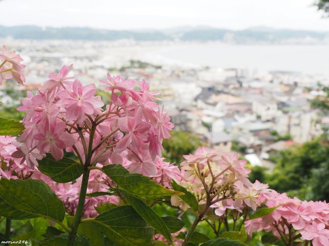 新型コロナウイルスの感染拡大が少し収まったとのことで、5月25日に東京都、神奈川県、千葉県、埼玉県と北海道も緊急事態宣言が解除され、全国で「新しい生活様式」を守り経済活動の復活を目指すことになりました。<br />(神奈川県は、人口10万人当たりの新規感染者数0.5人をオーバーしていましたが、おまけで解除されたような感じですが大丈夫なのでしょうか。)<br /><br />日本人の真面目さが功を奏して、爆発的な感染拡大は防げましたが、ウイルスがなくなったわけでもなく、いつ感染するか分からない不安は消えませんが、3密を避け、ソーシャル・ディスタンスを保ちながら、生活を戻すことになります。<br />「不要不急の外出は自粛」「リモートワークを増やし出勤を減らす」などと2か月余り、体を動かす機会が減ってしまい、筋力の衰えも否めません。<br /><br />そろそろ、少し散歩の範囲を広げられないかと考えていたところ、5月18日から鎌倉の長谷寺が規模を縮小して自由参拝(拝観無料)となっていると知り、散歩を兼ねて「新型コロナウイルスの早期収束を祈願」するために出掛けることにしました。<br /><br />鎌倉にどれくらいの人が出ているのか読めませんが、行ってみて混んでいたら引き返すことも覚悟していたのですが、予想以上に人が少なくて、3密も気にすることなく紫陽花も楽しむことができました。<br /><br />この日のコースは、鎌倉駅→長谷寺→光則寺→御霊神社→成就院→鎌倉駅です。<br /><br />なお、長谷寺は、6月1日から通常通り開門されるそうです。<br />ウイルス感染防止の為以下の点にご留意してお参りくださいとのこと。<br />・拝観時間は午前8時~午後5時(閉門午後5時30分)です<br />・熱のある方、体調不良の方の入山はご遠慮ください<br />・マスクをご着用のうえ、他の方と距離をお取りください<br />・現時点での県外からのご来寺はご遠慮ください<br />*長谷寺のアジサイ鑑賞は、事前予約制となりますのでご注意ください。<br />