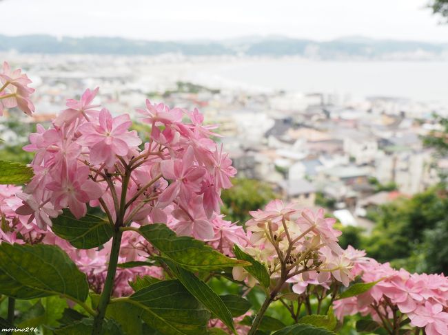 新型コロナウイルスの感染拡大が少し収まったとのことで、5月25日に東京都、神奈川県、千葉県、埼玉県と北海道も緊急事態宣言が解除され、全国で「新しい生活様式」を守り経済活動の復活を目指すことになりました。<br />（神奈川県は、人口10万人当たりの新規感染者数0.5人をオーバーしていましたが、おまけで解除されたような感じですが大丈夫なのでしょうか。）<br /><br />日本人の真面目さが功を奏して、爆発的な感染拡大は防げましたが、ウイルスがなくなったわけでもなく、いつ感染するか分からない不安は消えませんが、３密を避け、ソーシャル・ディスタンスを保ちながら、生活を戻すことになります。<br />「不要不急の外出は自粛」「リモートワークを増やし出勤を減らす」などと2か月余り、体を動かす機会が減ってしまい、筋力の衰えも否めません。<br /><br />そろそろ、少し散歩の範囲を広げられないかと考えていたところ、5月18日から鎌倉の長谷寺が規模を縮小して自由参拝（拝観無料）となっていると知り、散歩を兼ねて「新型コロナウイルスの早期収束を祈願」するために出掛けることにしました。<br /><br />鎌倉にどれくらいの人が出ているのか読めませんが、行ってみて混んでいたら引き返すことも覚悟していたのですが、予想以上に人が少なくて、３密も気にすることなく紫陽花も楽しむことができました。<br /><br />この日のコースは、鎌倉駅→長谷寺→光則寺→御霊神社→成就院→鎌倉駅です。<br /><br />なお、長谷寺は、6月1日から通常通り開門されるそうです。<br />ウイルス感染防止の為以下の点にご留意してお参りくださいとのこと。<br />・拝観時間は午前8時～午後5時(閉門午後5時30分)です<br />・熱のある方、体調不良の方の入山はご遠慮ください<br />・マスクをご着用のうえ、他の方と距離をお取りください<br />・現時点での県外からのご来寺はご遠慮ください<br />＊長谷寺のアジサイ鑑賞は、事前予約制となりますのでご注意ください。<br />