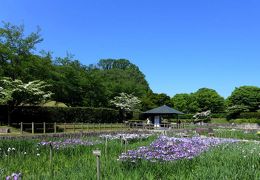 花菖蒲が見頃に ！ 県営馬見丘陵公園（7）