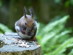 エゾリス＆エゾシマリス in 新緑.