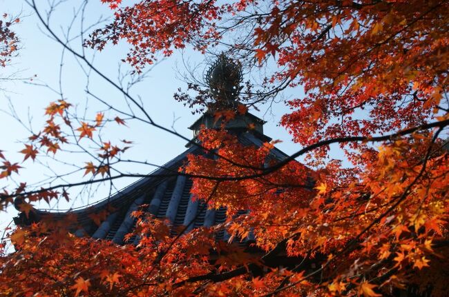 2008年12月1日 いつものBL5で晩秋の奈良、そして京都へ。<br /><br />表紙の見事な紅葉は京都・西山の名刹、光明寺の紅葉。普段は静かな境内が観光客で溢れていた。<br />