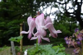 馬場花木園散歩　５月の花（45種）