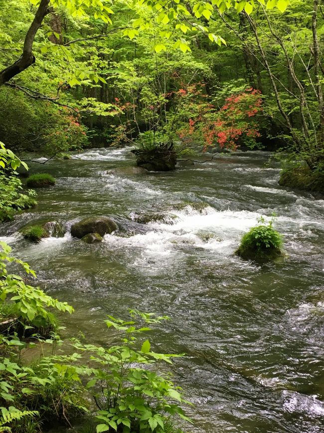 コロナウイルス流行により旅行自粛の日々、過去の旅行を振り返っています。<br /><br />二年前の初夏、緑豊かな場所に行きたくなり、二泊三日で新緑の奥入瀬渓流に行ってきました。<br />行きは東京駅ー八戸駅間を夜行バスで移動。<br />朝一で三陸鉄道久慈駅まで行き、かの有名なうに弁当をゲット。その後、種差海岸を観光。<br />宿泊は奥入瀬渓流ホテル。八戸駅からホテルの送迎バス利用。<br />帰りはホテルの送迎バスで青森空港まで行き、飛行機で。<br /><br />奥入瀬渓流ホテル宿泊は主要駅や空港の送迎バスがあることと、奥入瀬渓流の各ポイントまで無料シャトルバスがあるのが決め手。ペーパーゴールドで車を運転できないのでとても便利でした。