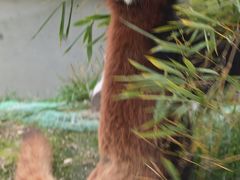 レッサーパンダはかわゆい !!! 徳山動物園 2