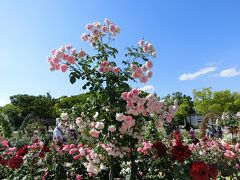 五月晴れに誘われて、大阪万博記念公園・平和のバラ園で「バラ三昧の一日」を過ごす。（2020）