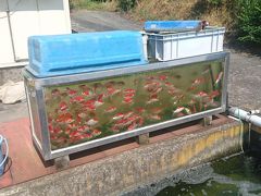 錦鯉・金魚の産地　山形市常明寺地区を散策