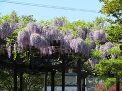 今年の藤はどうかな？　天神山緑地　～　いつものロシア料理「ペチカ」2020。