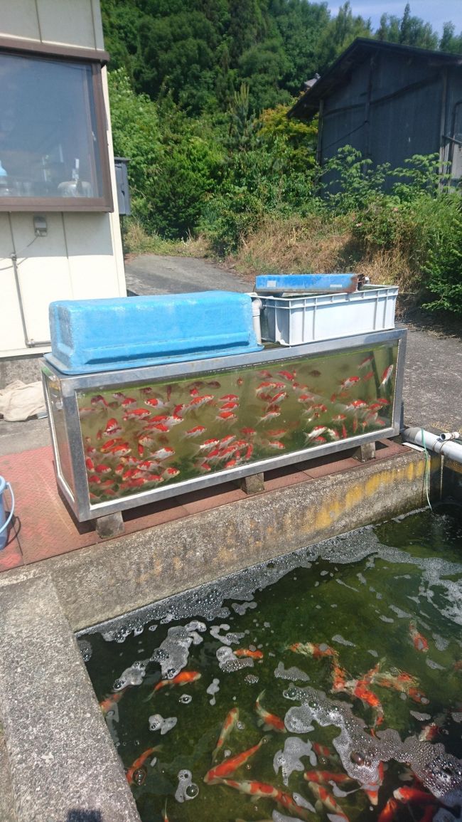 夏の暑い日に日本庭園に艶やかな錦鯉が泳ぐ風景、縁側に風鈴と金魚鉢がある風景。どちらも涼しさを感じます。<br />錦鯉は新潟県の山古志村、金魚なら東京都の江戸川区、愛知県の弥富市、奈良県の大和郡山市などが有名です。<br />東北でも青森県の津軽錦（金魚）、山形県庄内町の庄内金魚といった地元の金魚を生産しています。<br />今回訪問した山形市の常明寺地区も錦鯉や金魚の生産地です。<br />錦鯉や金魚を見に行ってきました。