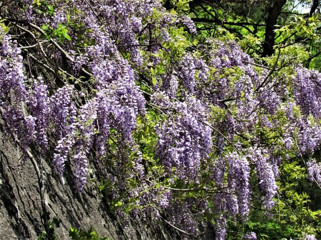 コロナウイルス影響で人の少ない場所を探して！「山藤」の花に癒されました。