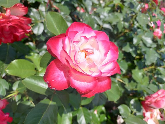 花の文化園で春の花ざんまい