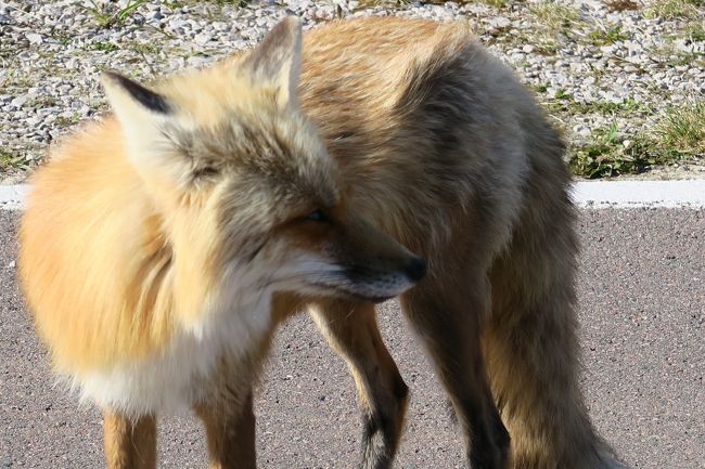 母と娘と赤毛とアン　in PEI　～２日目～